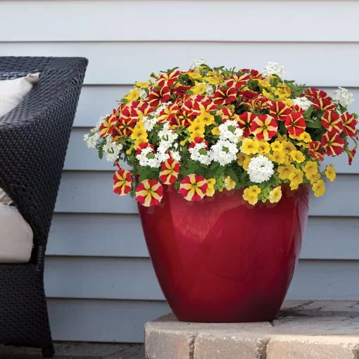 kwik life flower seeds