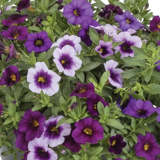 kwik life flower seeds