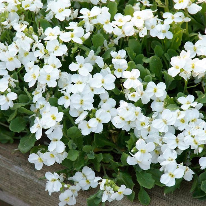 Aubrieta Flower Seeds White for Planting – Heirloom Non-GMO High Germination Organic Garden Seeds