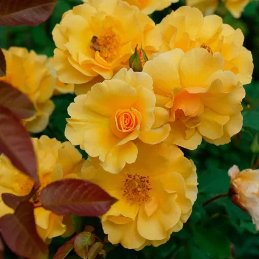 golden sunorita flower seeds