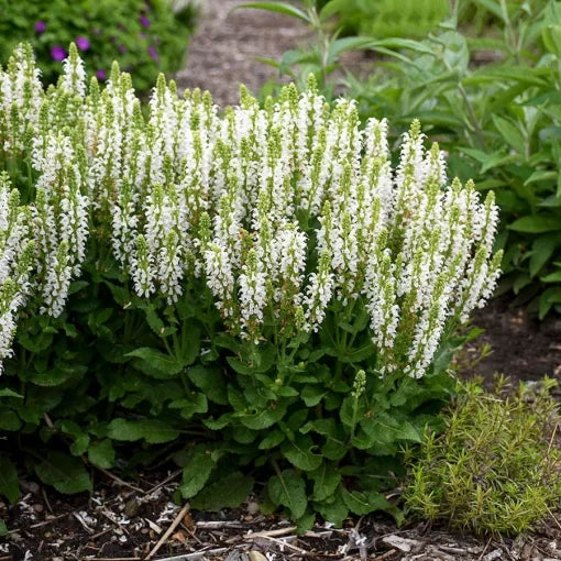 white bumblesnow flower seeds
