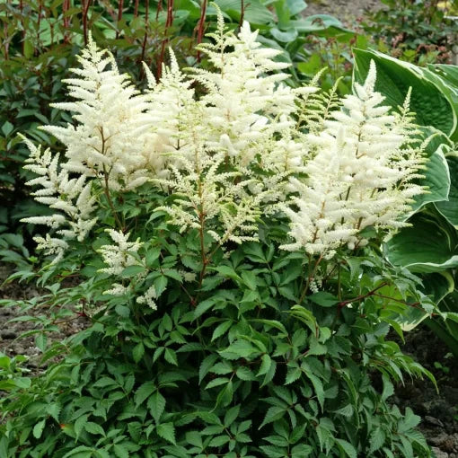 white washington flower seeds