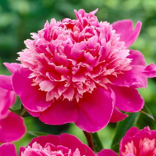 pink madame flower seeds