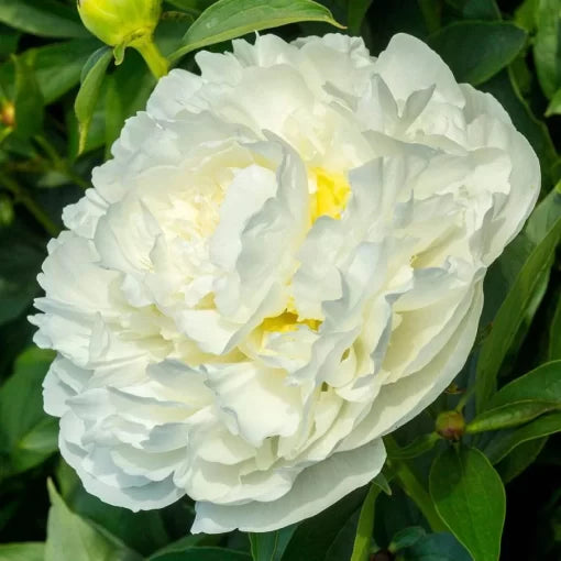 white duchesse flower seeds