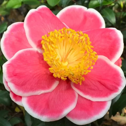 pink white flower seeds