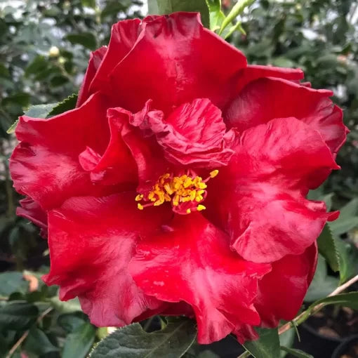 black red flower seeds