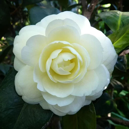 yellow dahlonega flower seeds