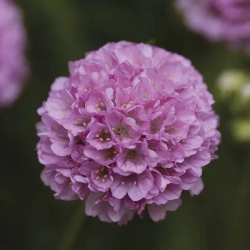 pink sweet flower seeds
