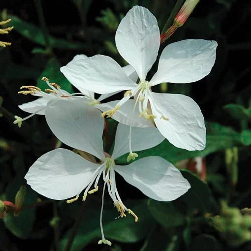white whirling flower seeds
