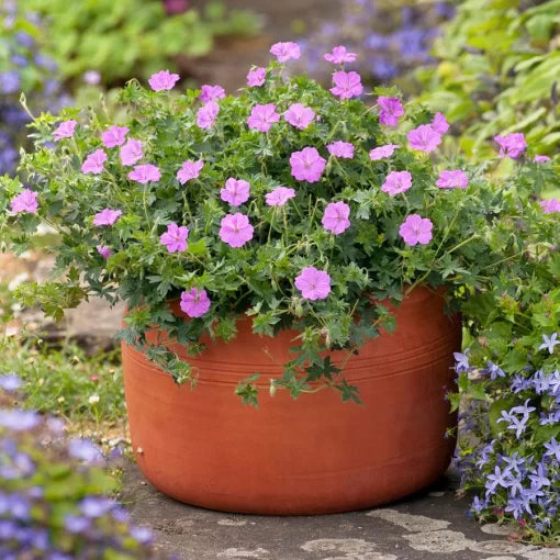 pink blushing flower seeds