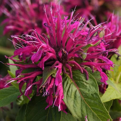 purple purple flower seeds