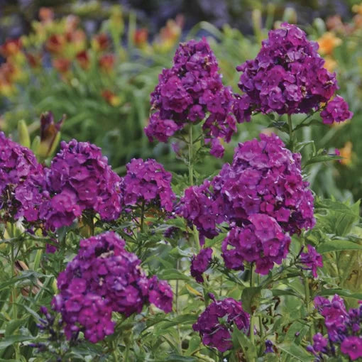 purple nicky flower seeds