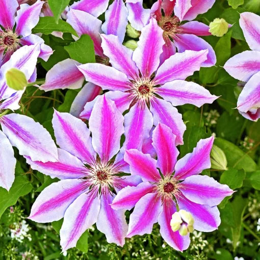 pink princess flower seeds