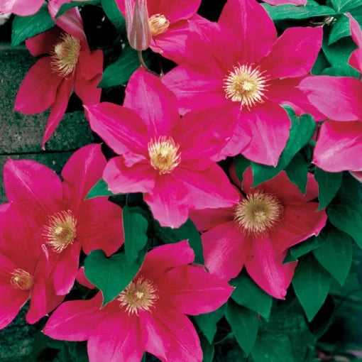 white diamond flower seeds