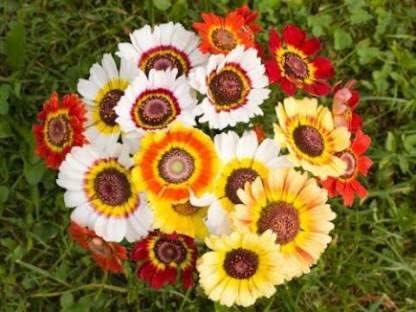 Chrysanthemum Flowers Seeds Mixed – Heirloom, Non-GMO, High Germination Organic Garden Seeds for Planting