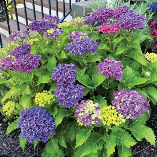 bigleaf hydrangea flower seeds