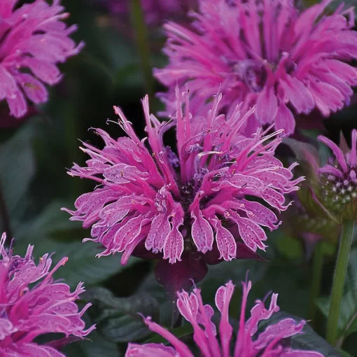 lavender lavender flower seeds
