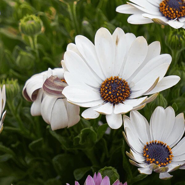 White Dimorphotheca Flower Seeds Heirloom Non-GMO High Germination Seeds for Planting