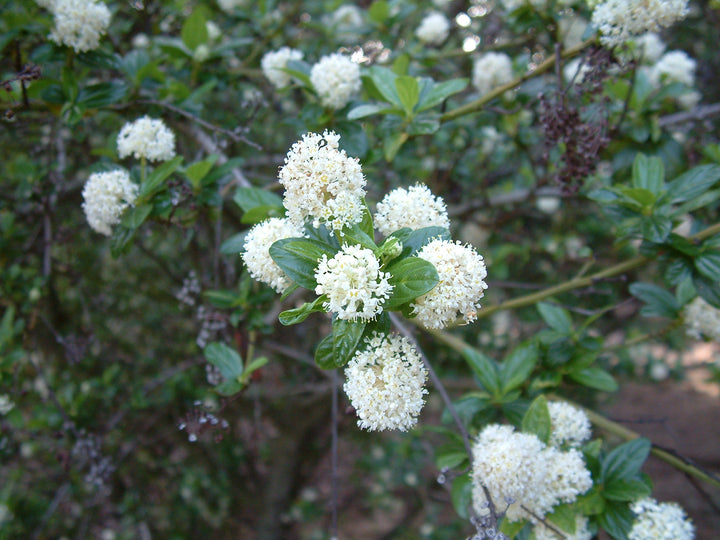 Weiße Ceanothus Blumensamen zum Pflanzen – Erbstück, gentechnikfrei, hohe Keimfähigkeit