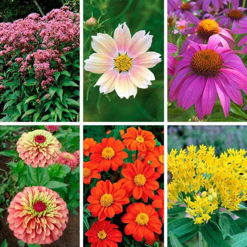 butterfly lovers flower seeds