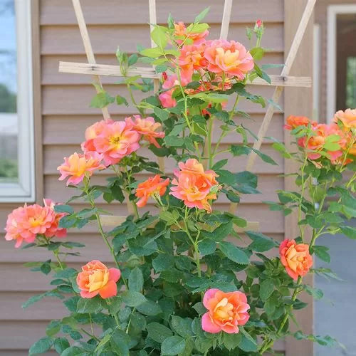 orange emberays flower seeds