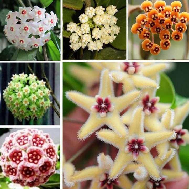 Hoya Carnosa Flower Seeds Mixed – Heirloom, Non-GMO, High Germination Seeds