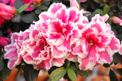 White Pink Azalea Flower Seeds for Planting – Heirloom Non-GMO High Germination Organic Seeds