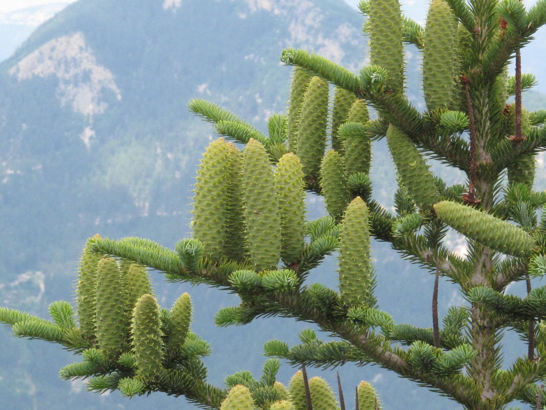 Green Abies herb seeds