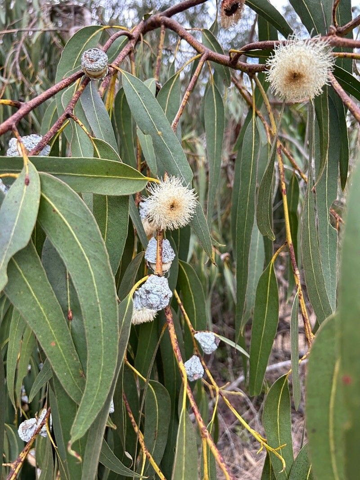 Eucalyptus Flower Seeds for Planting – Heirloom, Non-GMO, High Germination Seeds