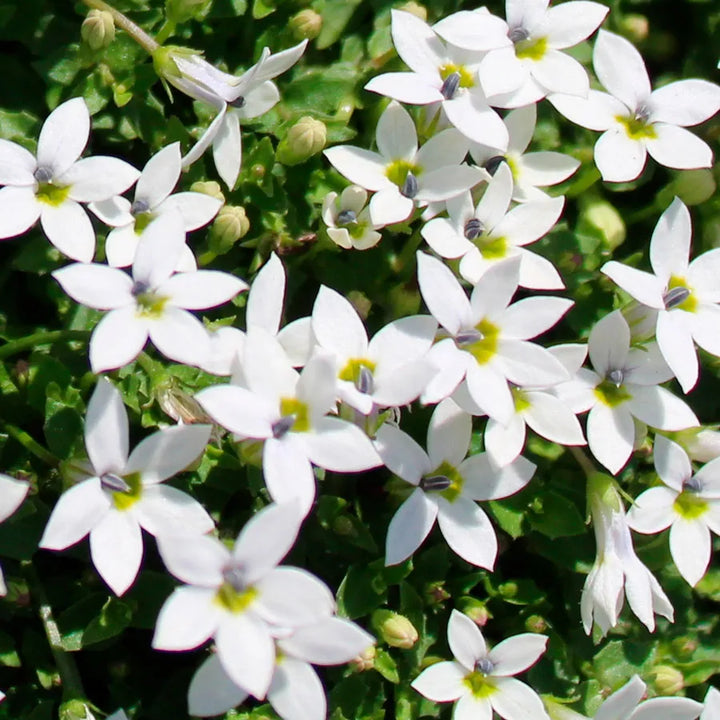 White Star Creeper Flower Seeds Heirloom Non-GMO High Germination Organic Garden Seeds for Planting
