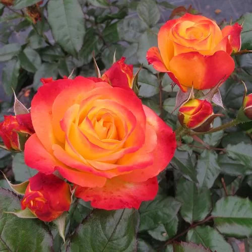 red en flower seeds