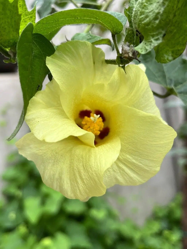 Semillas de flor de Gossypium amarillas – Herencia, no transgénicas, de alta germinación