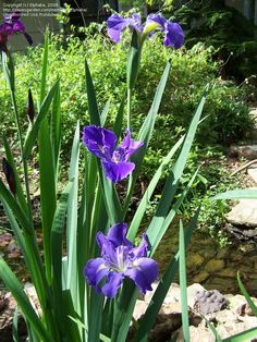 Blue Canna Lily Flower Seeds – Heirloom, Non-GMO, High Germination Organic Garden Seeds