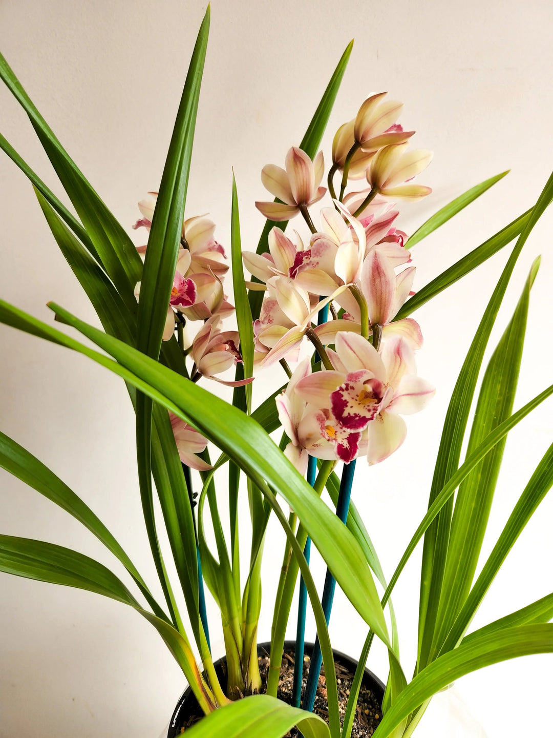 Cream Cymbidium Flower Seeds – Heirloom Non-GMO High Germination Seeds