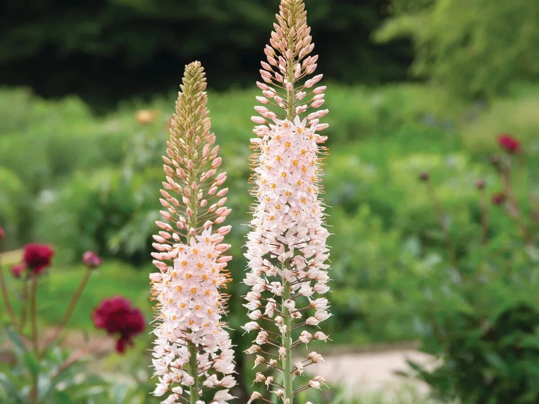 White Foxtail Lilly Flower Seeds – Heirloom Non-GMO High Germination Organic Garden