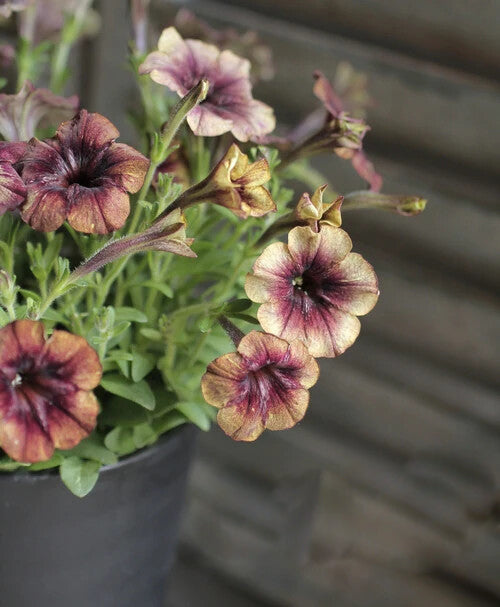 Brown Petunia Flower Seeds for Planting – Heirloom Non-GMO, High Germination Organic Garden Seeds