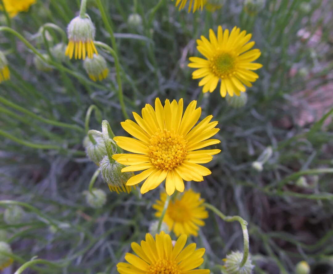 Yellow Erigeron Flower Seeds for Planting – Heirloom, Non-GMO, High Germination Organic