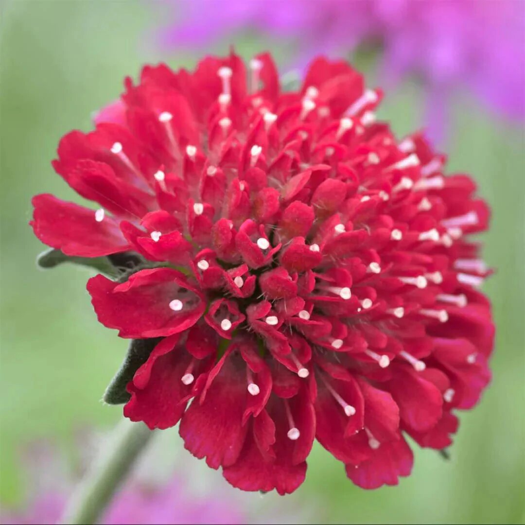 Maroon Macedonica Blumensamen – Alte Sorte, gentechnikfrei, hohe Keimfähigkeit
