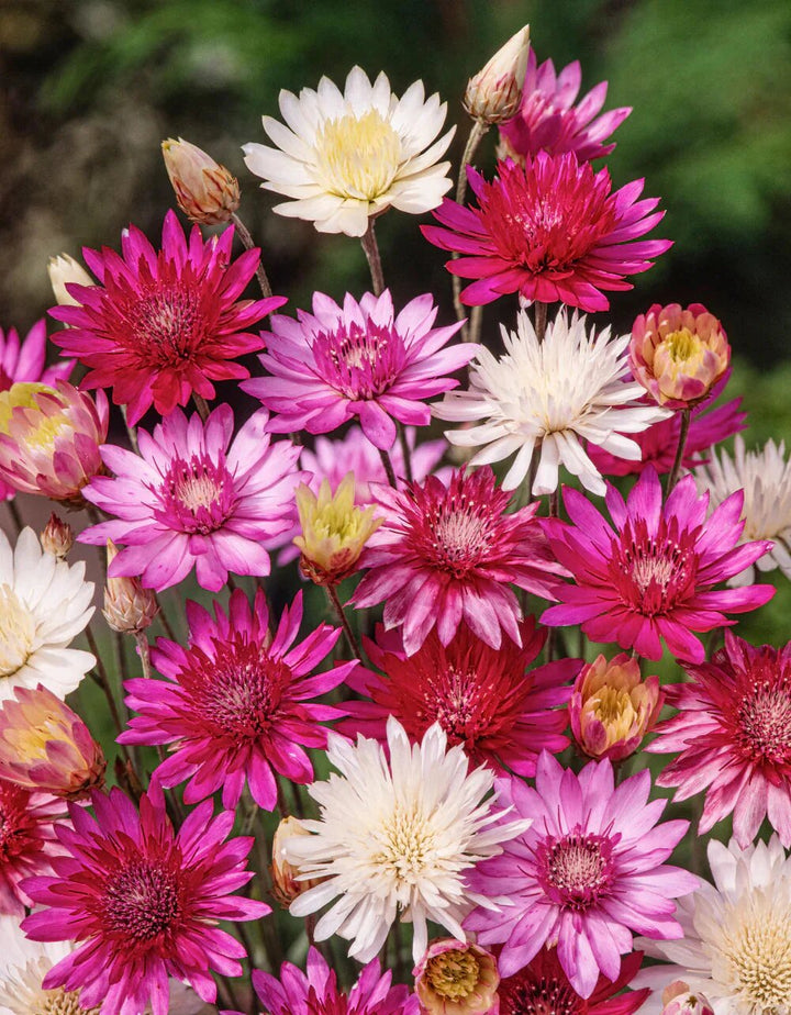 Mixed Xeranthemum Flower Seeds – Heirloom, Non-GMO, High Germination Seeds