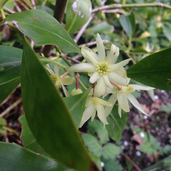 Organic illicium Flower Seeds – Heirloom, Non-GMO, High Germination Seeds