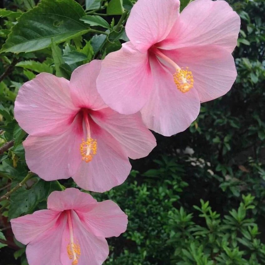Semillas de Flor de Hibisco Rosa Claro – Variedad Tradicional, No-Transgénicas, Semillas de Alta Germinación