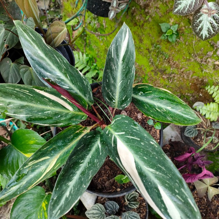 Calathea Magicstar herb seeds