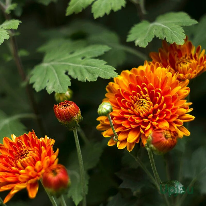 Semillas de flores de crisantemo rojo anaranjado para plantar – Orgánicas, sin OMG, de alta germinación, semillas de jardín de reliquia