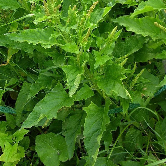 Henry Plant herb seeds