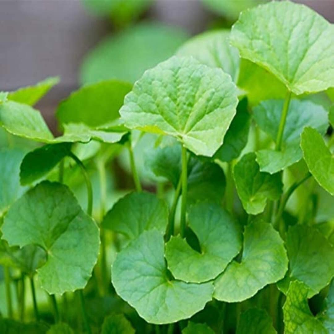 Centella Herb herb seeds