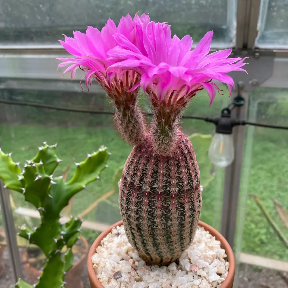 Violet Echinocereus herb seeds