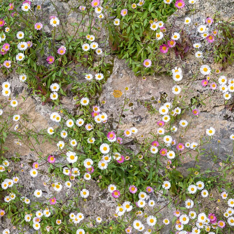 Mixed Erigeron Flower Seeds – Heirloom, Non-GMO, High Germination Seeds