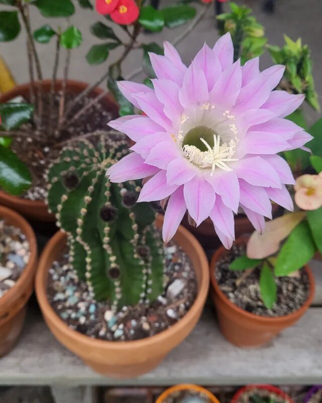 Echinopsis Flower Seeds – Heirloom Non-GMO High Germination Organic Garden Seeds
