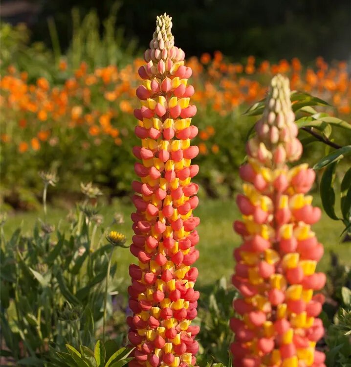 Orange Lupine Flower Seeds – Heirloom, Non-GMO, High Germination Seeds