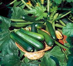 Black Beauty Zucchini Seeds – Heirloom, Non-GMO, High Germination Organic Vegetable Garden Seeds